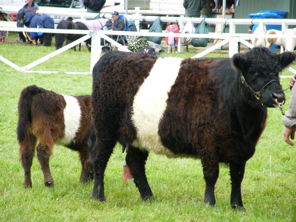 Beef Cattle